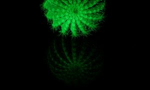 flAVATAR cactus glow in the dark