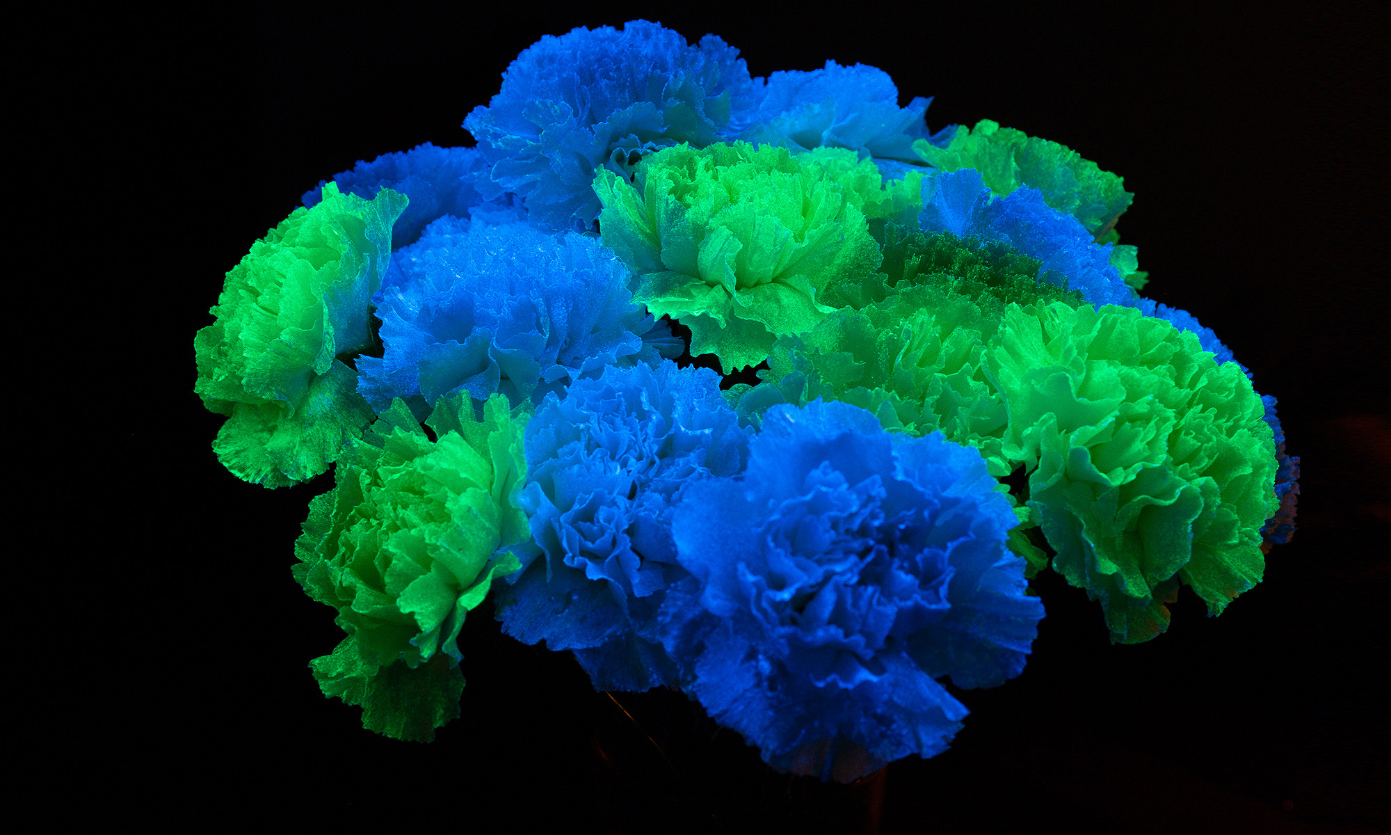 flAVATAR carnation glow in the dark