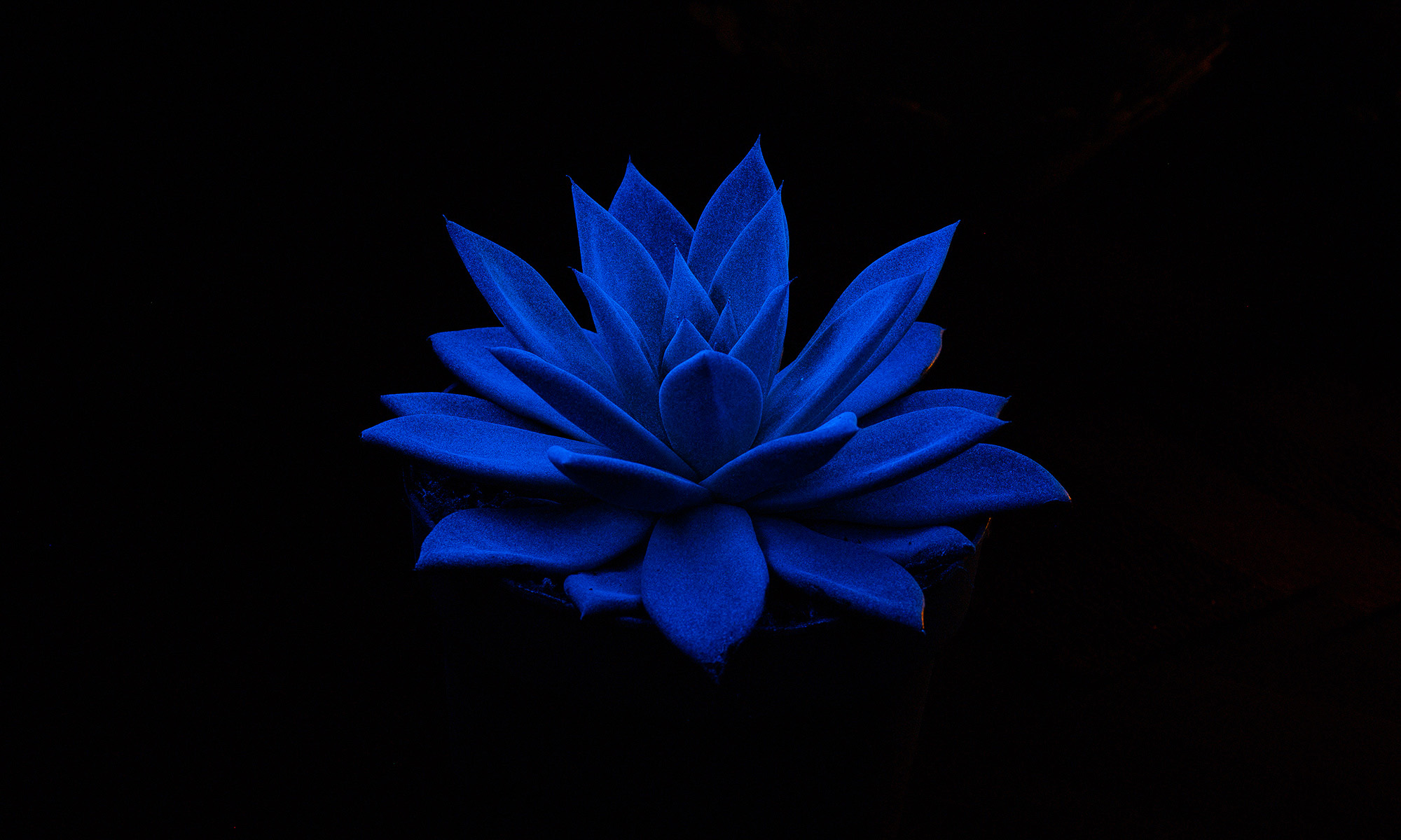 flAVATAR echeveria glow in the dark