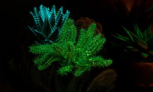flAVATAR flowers glow in the dark